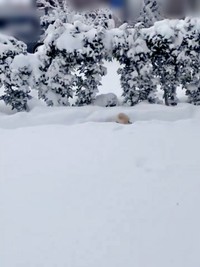 コーナーリングもスムーズにこなすアポさん（画像提供：APO（ポメラニアン）さん）