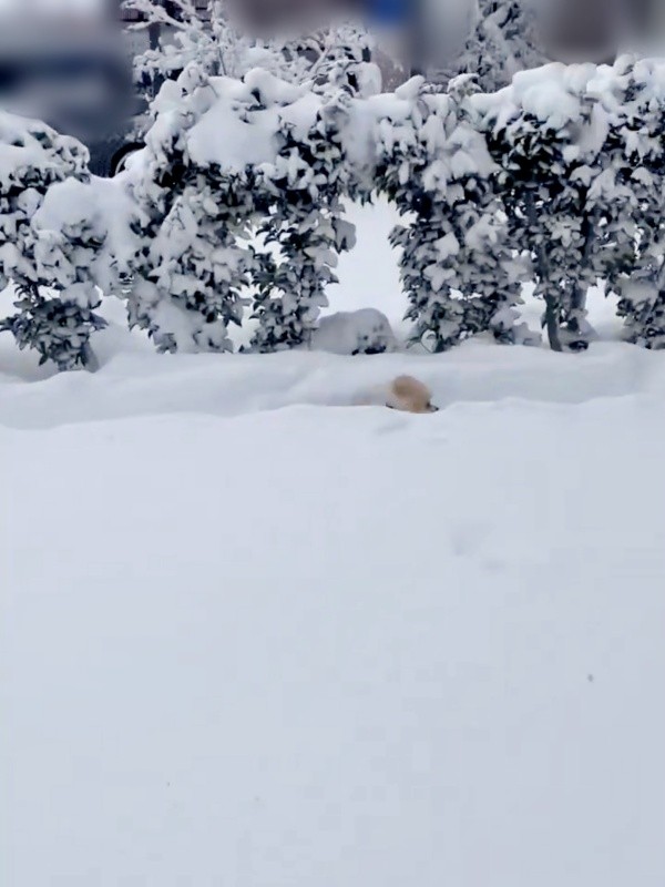 コーナーリングもスムーズにこなすアポさん（画像提供：APO（ポメラニアン）さん）