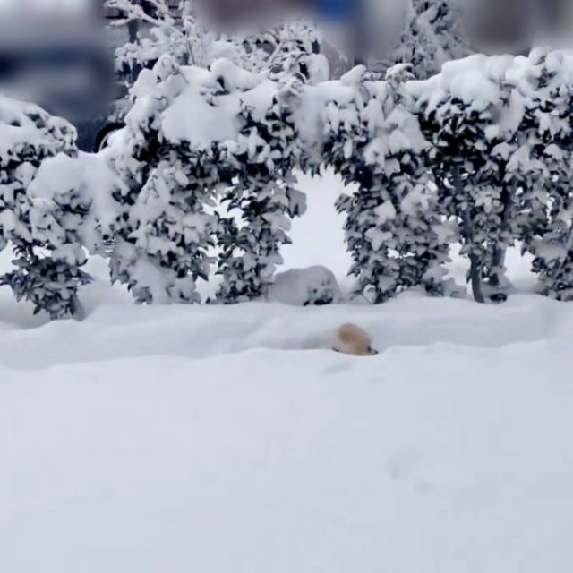 コーナーリングもスムーズにこなすアポさん（画像提供：APO（ポメラニアン）さん）