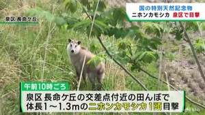 仙台・泉区でニホンカモシカ目撃　仙台市では目撃が相次ぐ