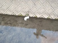 川に落ちてしまっている白い仔犬を発見。救出が急がれました