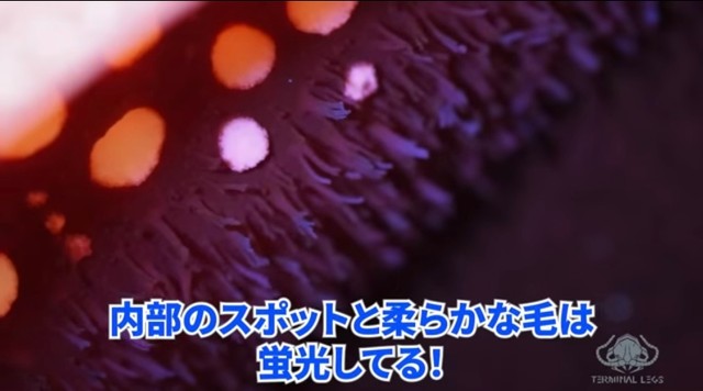 内部の柔らかな毛に光を当てると、きれいに発光しました。