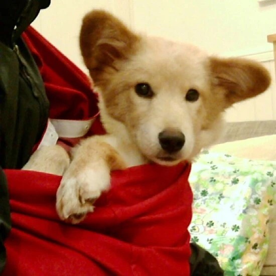 家にきたころの「ぶんちん」