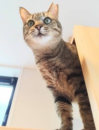 穏やかな性格です＝Happy Tabby Room提供