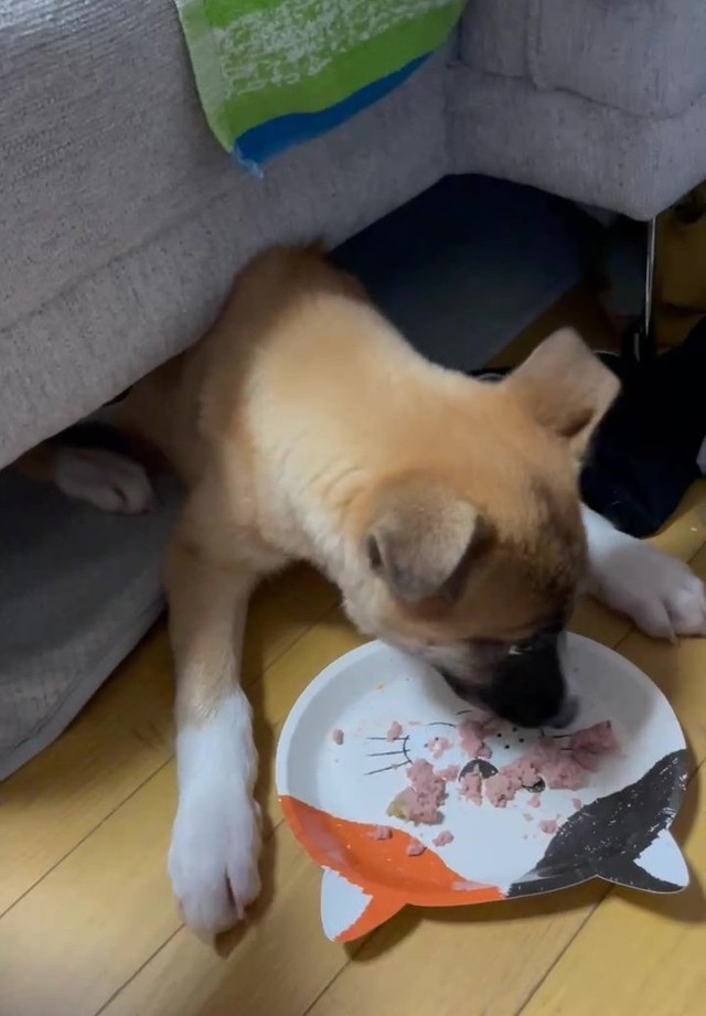 モモちゃんはとても怖がり。家に来て1年以上、ソファの下が定位置だった