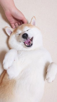 頭を撫でてもこの嬉しそうな顔！（提供：柴犬チャーミーさん）