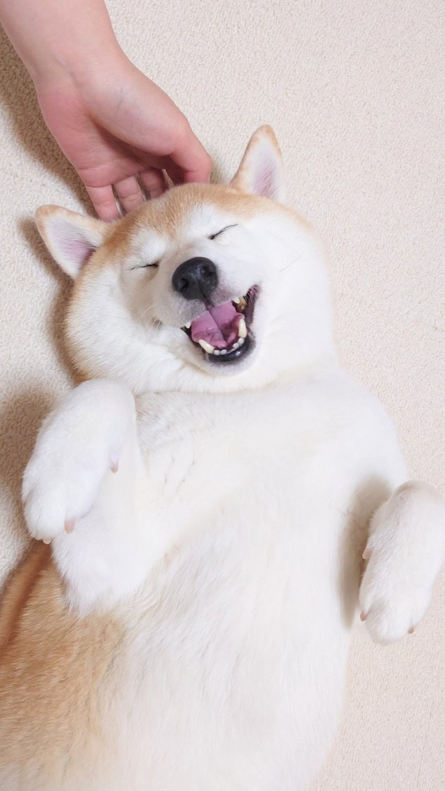 頭を撫でてもこの嬉しそうな顔！（提供：柴犬チャーミーさん）