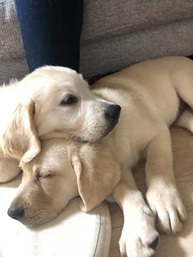 子犬時代のマサとタイ。おねむなの