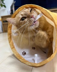 トンネルじゃなくて、紐がお気に入り＝motsuceratopsさん提供