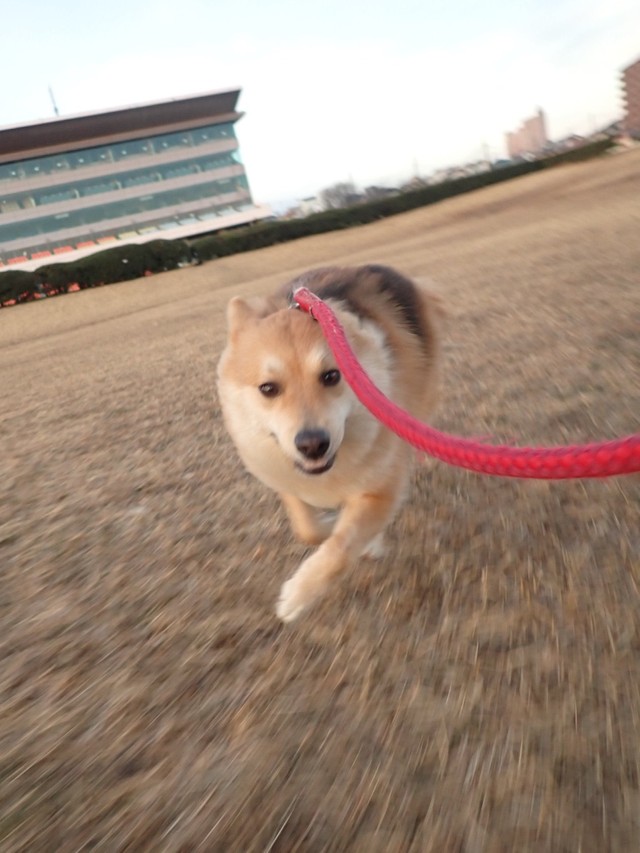 疾走中！(さかぐちまやさん提供）