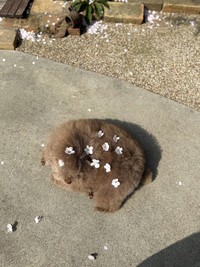 桜の花びらを頭や背中にのせて…（画像提供：ごつもりプードルさん）