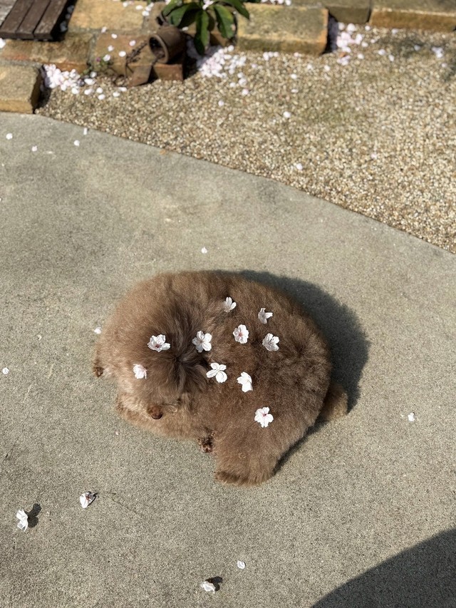 桜の花びらを頭や背中にのせて…（画像提供：ごつもりプードルさん）