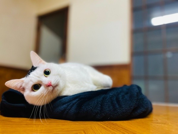 のんびりくつろぐぺーちゃん（画像提供：おにぎり猫さん）