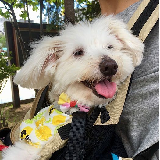 七色の笑顔、よかったね、ハニーパンとずっと幸せに！