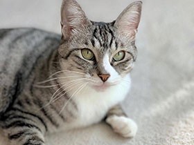 写真がキレイだって？　被写体がいいからニャ　サバ白「はな」　