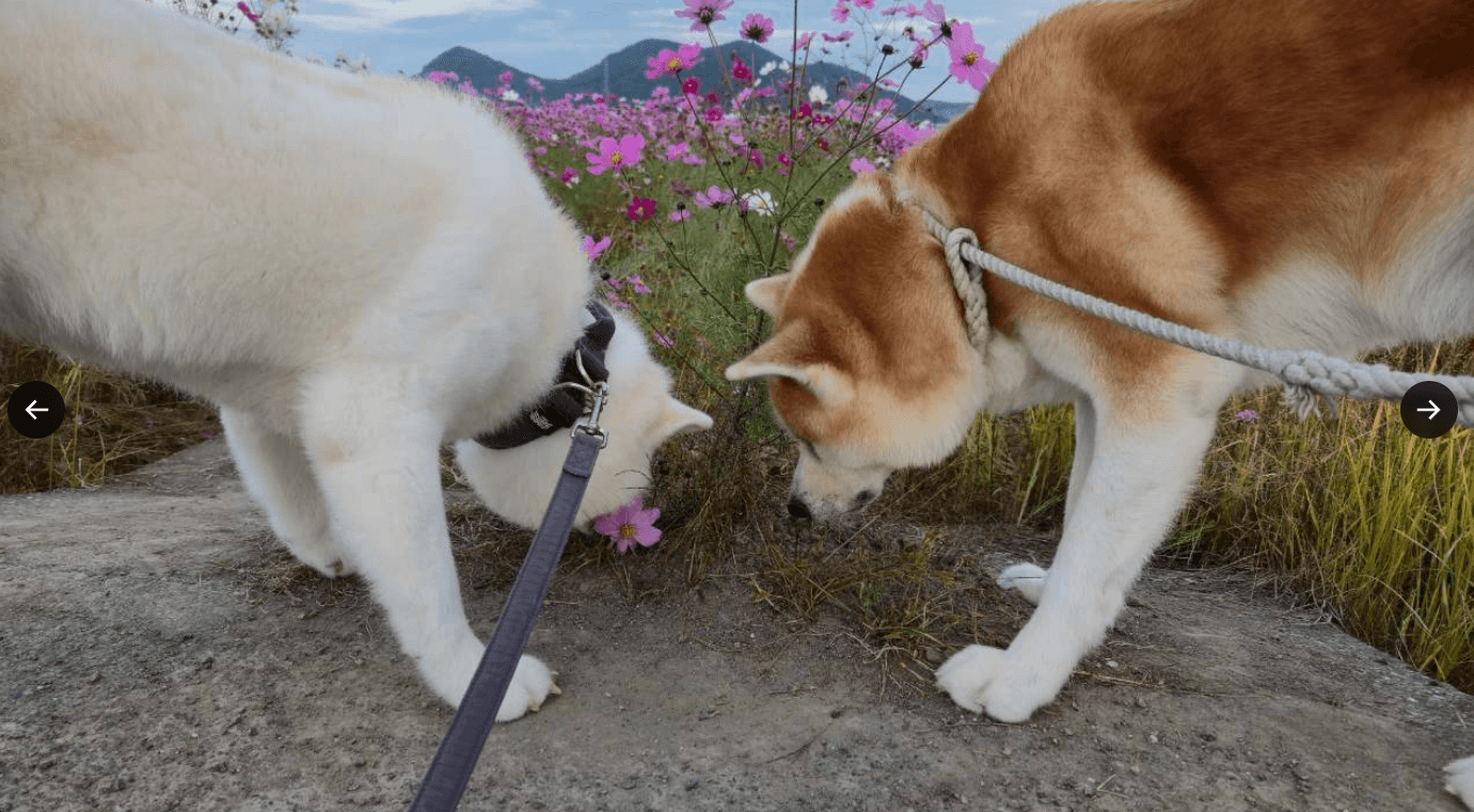 フウちゃんとライくん（飼い主さん提供）