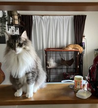 ちょっとはおもちゃで遊んだけど･･･レイくんはいつも冷静です（ネコランドさん提供）