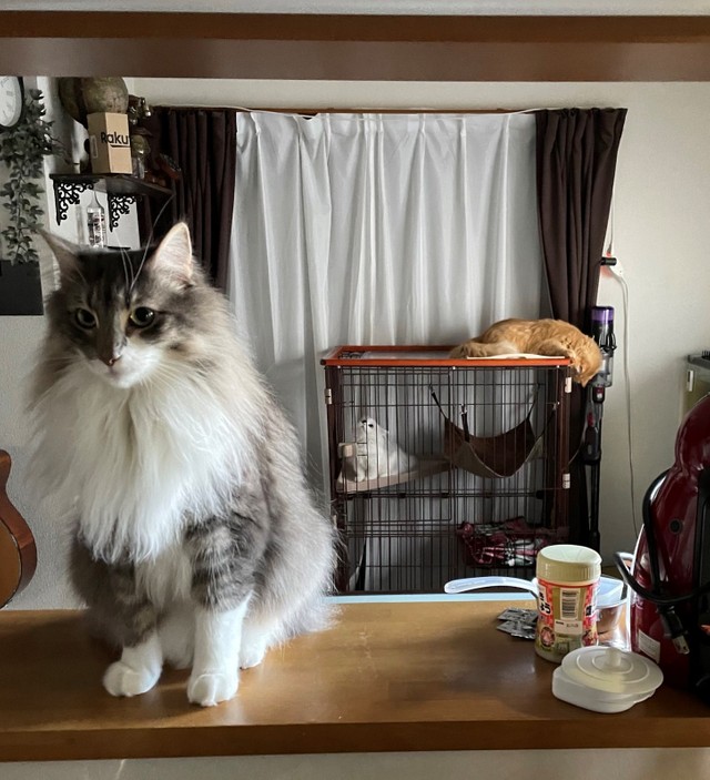 ちょっとはおもちゃで遊んだけど･･･レイくんはいつも冷静です（ネコランドさん提供）