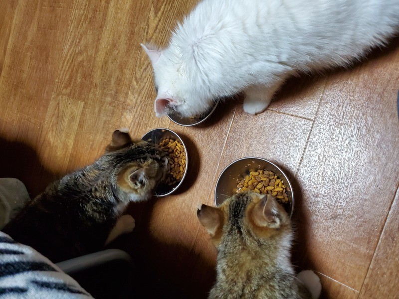 ハクは一番の食いしん坊（鎌倉ねこの間提供）