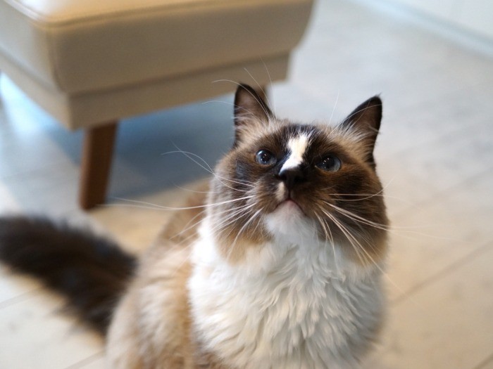 顔にハクビシンのような模様が入っているのが楽くん