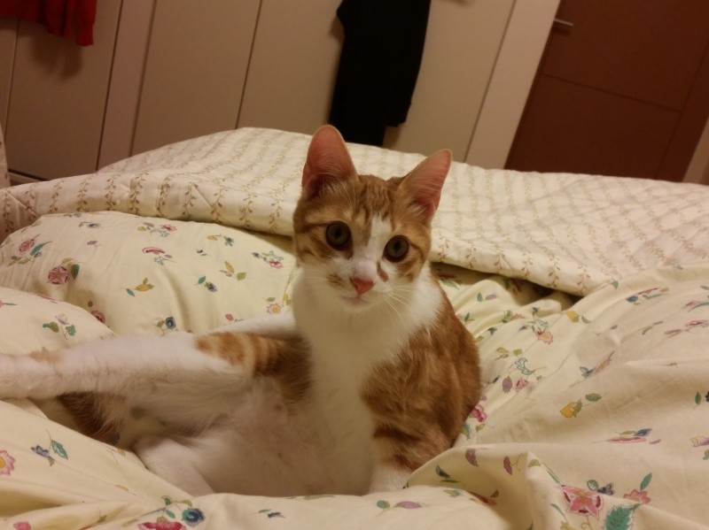 「なんか用かニャ～」