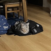 リュックの上でくつろいでいます（画像提供：レイさん)