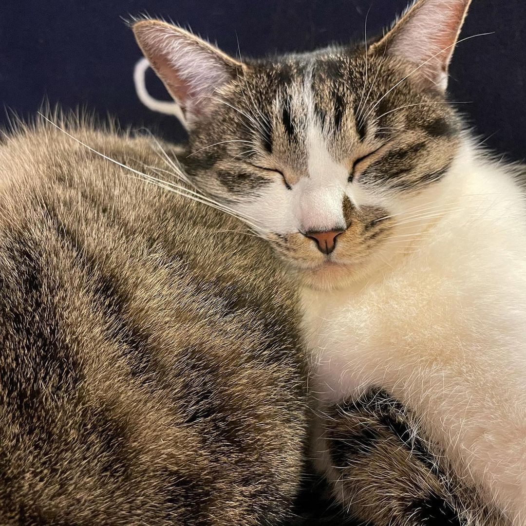 姿を消した母親猫 子猫2匹は戸惑うも今は健やかに 「不幸に見舞われる猫たちを減らしたい」とTNR活動｜まいどなニュース