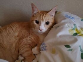 ママに抱っこしてもらいたいんだにゃ　すねて甘えるMIX猫「虎次郎」