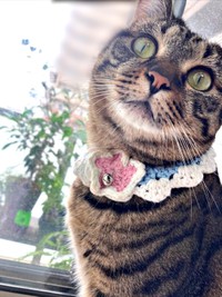 2歳になったしらすちゃん（画像提供：硝子さん）