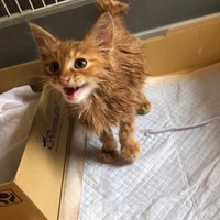 はじめてシャンプーしてもらった時
