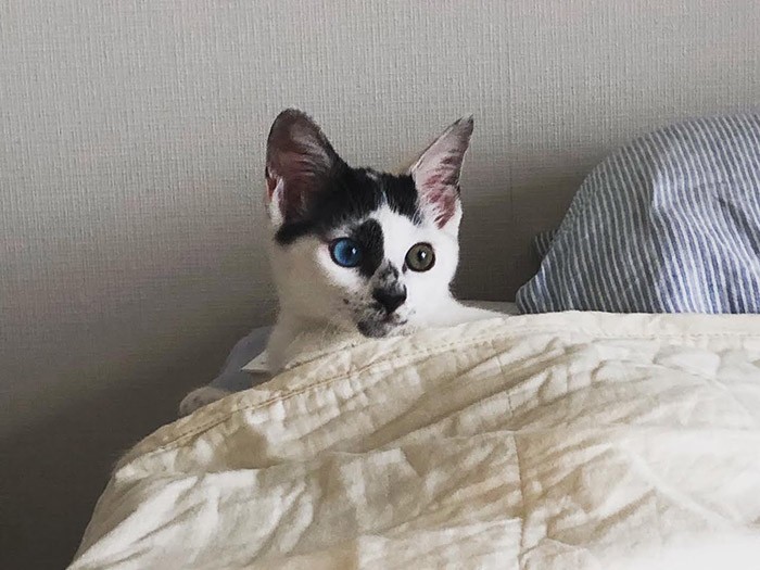 どこか抜けているところがありそうなファニーな表情にひかれた（しのぶさん提供）