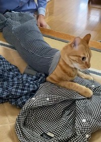 あれ？思ったよりも大きいな…（動画からキャプチャー／提供：もち家のニャンズさん @soynyan222）