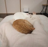 検証4日目。シングルベッドの上で眠るあきらちゃん（奥）、みのるちゃん（手前）（画像提供：emy@保護猫とレオパと平屋一人暮らし）