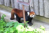 スタスタと軽やかに歩く野花。そろそろおやつタイムかな…？