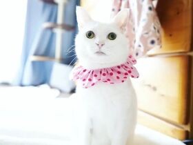 つながる命　先代を亡くした悲しみから救ってくれた白猫「べる」と白三毛猫「みら」