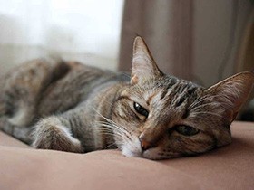 昼間にウトウト気持ちいい　キジトラ猫の「ルーシー」　