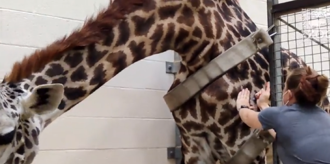 ワクチンを接種してもらうキリン　シンシナティ動物園提供