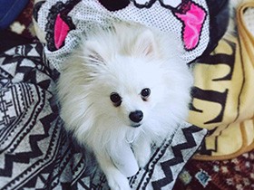 おうち時間でファッションショー中　ポメラニアン「シエル」