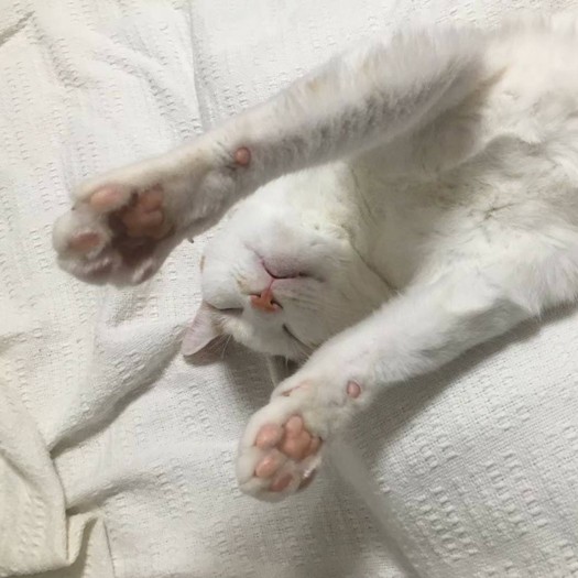 「ママは譲渡会（にゃんはうす）も手伝ってるよ、一匹でも幸せにしたいって」