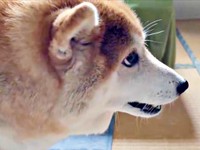 「イタズラ、バレちゃった」 固まるハルちゃん（画像提供：柴犬ハルさん）