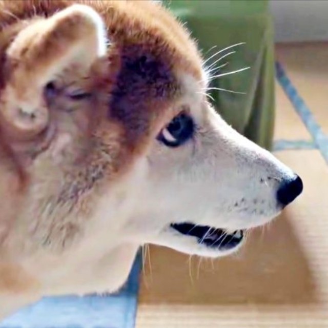 「イタズラ、バレちゃった」 固まるハルちゃん（画像提供：柴犬ハルさん）