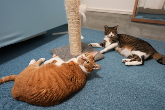 接客はモモとヒデキチが担当