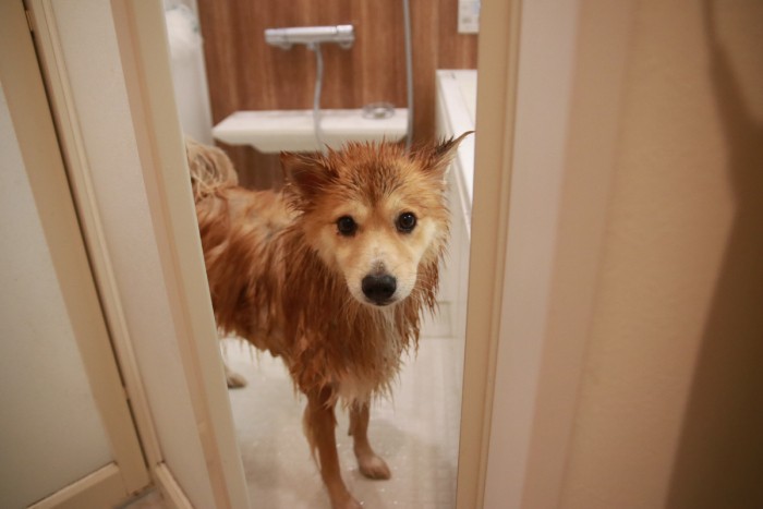 ぬれてもあまり細くならない福助