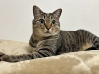 イケニャンすぎる愛猫の表情にときめくことも