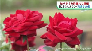 秋バラが１カ月遅れでようやく見頃　暑さの影響で遅れる　せんだい農業園芸センター