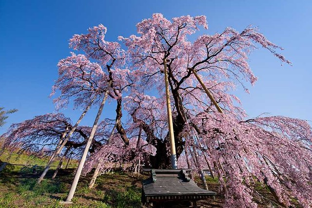 三春滝桜（福島県）（提供画像）