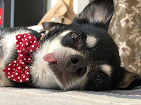 床にぺたんと寝るのも気持ちいいね　チワワの「ちょこ」