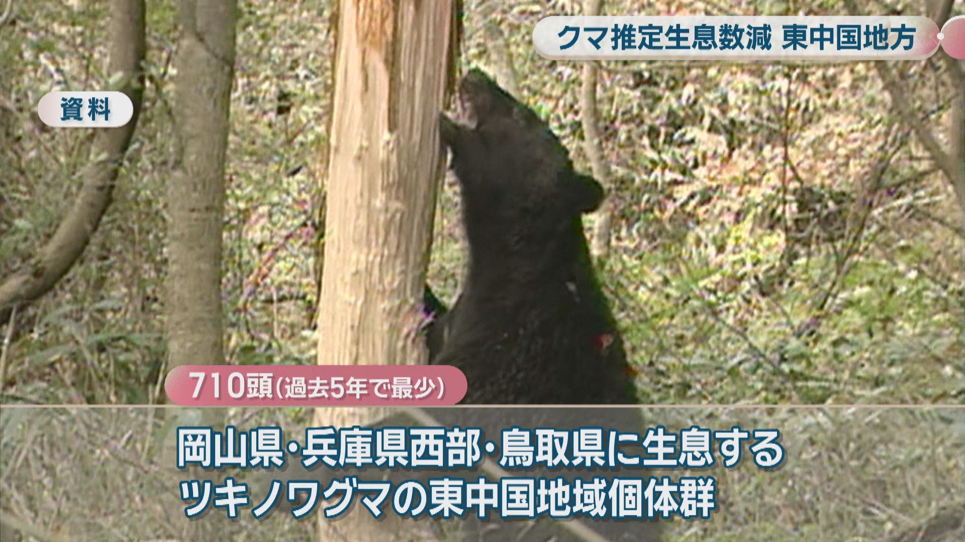 ツキノワグマの推定生息数が過去5年で最少 岡山県は狩猟自粛を要請する