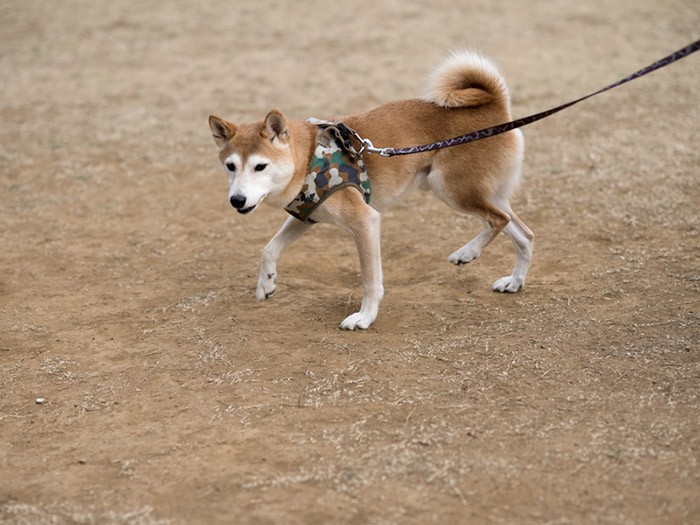 「今日はいつも遊んでくれる少年たちがいないな」（小林写函撮影）