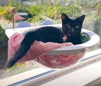 窓辺のハンモックでくつろぐのが好きなあずきちゃん（画像提供：しゃも&黒猫あずきさん）